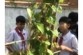 Học sinh trường Trí Tuệ Việt trải nghiệm tiết học thực tế tại vườn trường